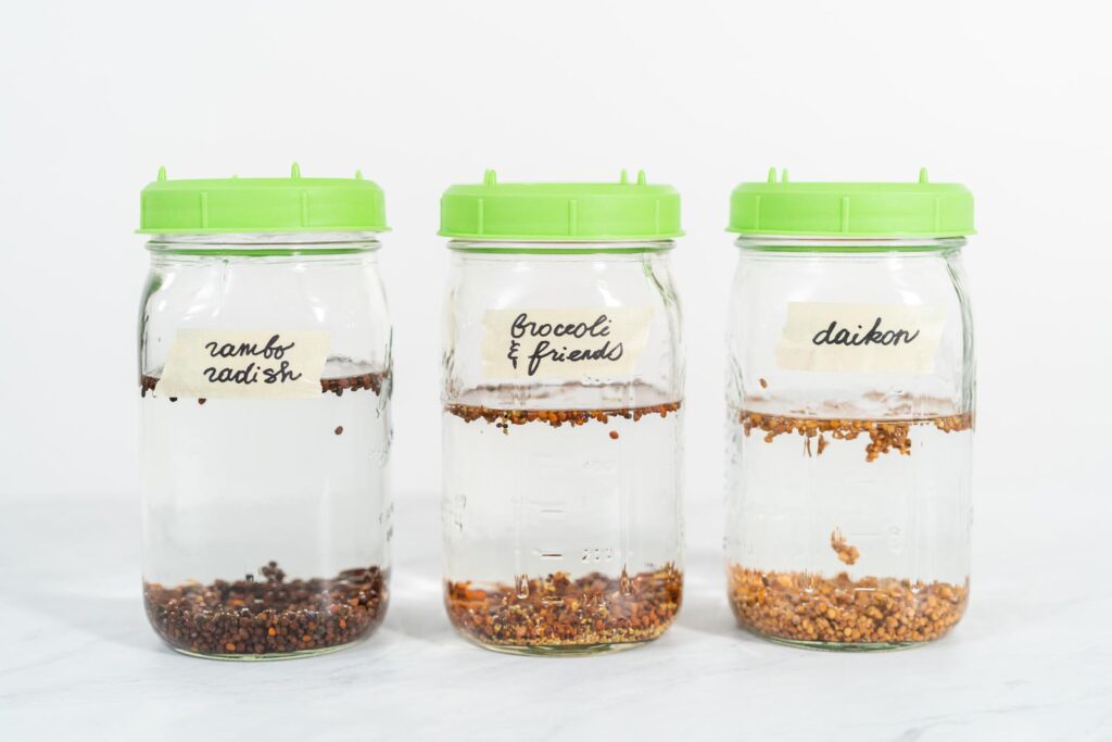growing sprouts in a jar