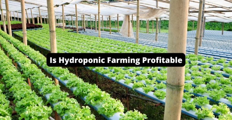 Is Hydroponic Farming Profitable