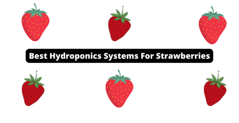 THE Best Hydroponics Systems For Strawberries