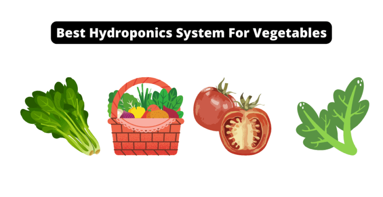 Best Hydroponics System For Vegetables