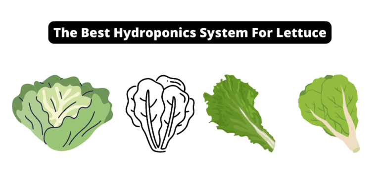 best hydroponics system for lettuce