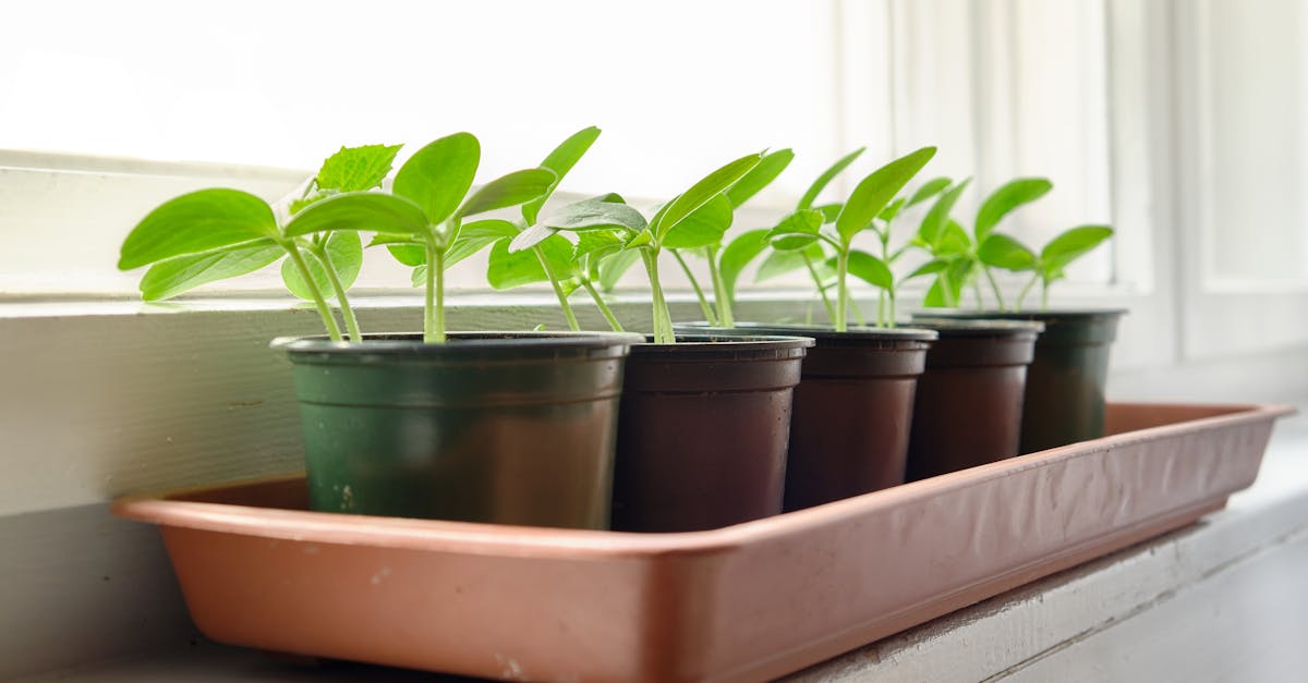 Growing Lebanese Cucumbers in Pots Made Easy [Essential Tips Inside